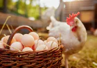 KSA Bans Poultry, Egg Imports from Bangladesh, 39 Other Countries