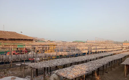 Cox’s Bazar Dried Fish Market: A 300cr Industry Beckons Tourists, Exporters