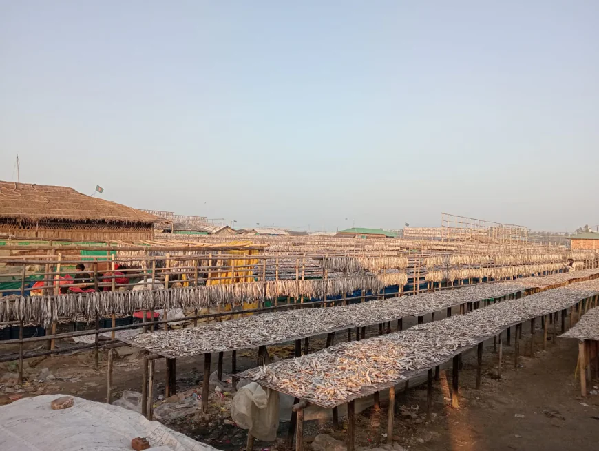 Cox’s Bazar Dried Fish Market: A 300cr Industry Beckons Tourists, Exporters