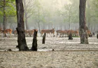 High alert in the Sundarbans during Eid holidays