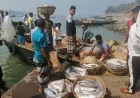 Spare time to visit hilsa’s home Chandpur