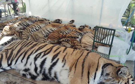 72 tigers die in 12 days at Thai tourism parks; outbreak now contained