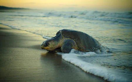 Bio-disaster: Rise in turtle deaths in Cox’s Bazar raises alarm