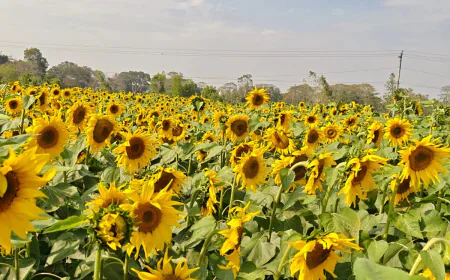 The sunflower tourism of Raozan