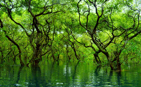 Ratargul Swamp Forest offers livelihoods for locals