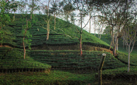 Malnicherra tea garden emerging as a key tourism destination