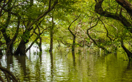 Ratargul Swamp Forest wonders wanderers