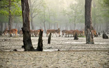 High alert in the Sundarbans during Eid holidays