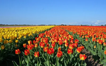 Exotic tulips lure hundreds of tourists to Panchagarh village