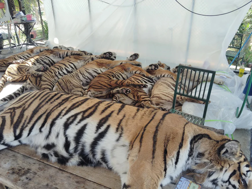 72 tigers die in 12 days at Thai tourism parks; outbreak now contained