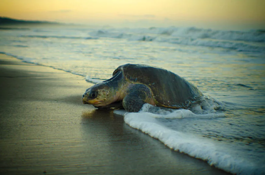 Bio-disaster: Rise in turtle deaths in Cox’s Bazar raises alarm