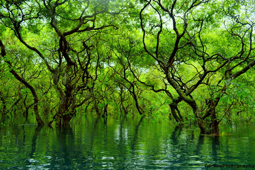 Ratargul Swamp Forest offers livelihoods for locals