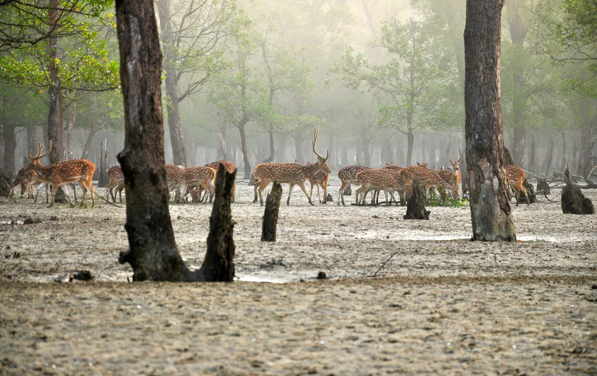 High alert in the Sundarbans during Eid holidays