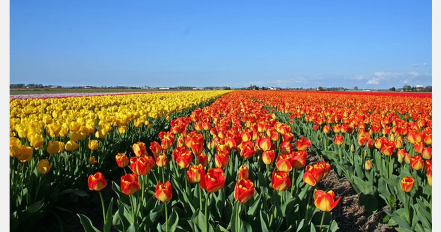 Exotic tulips lure hundreds of tourists to Panchagarh village