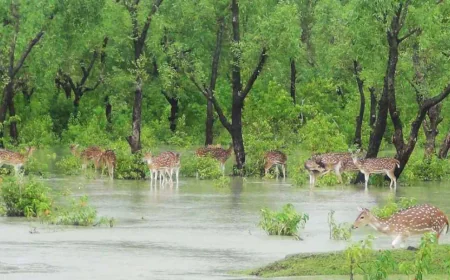 Nijhum Dwip: An unforgettable island of Bangladesh