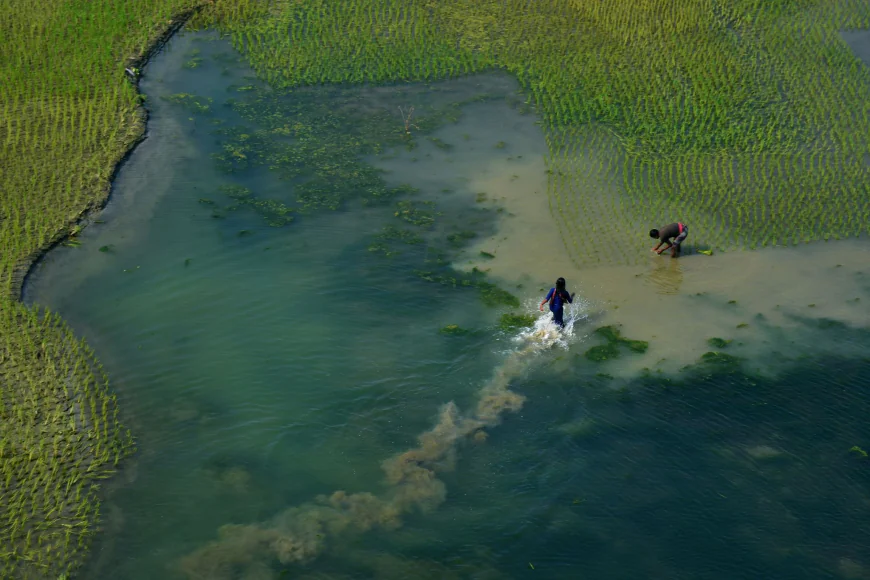 A collection of selected photographs captured by Afia S Khan