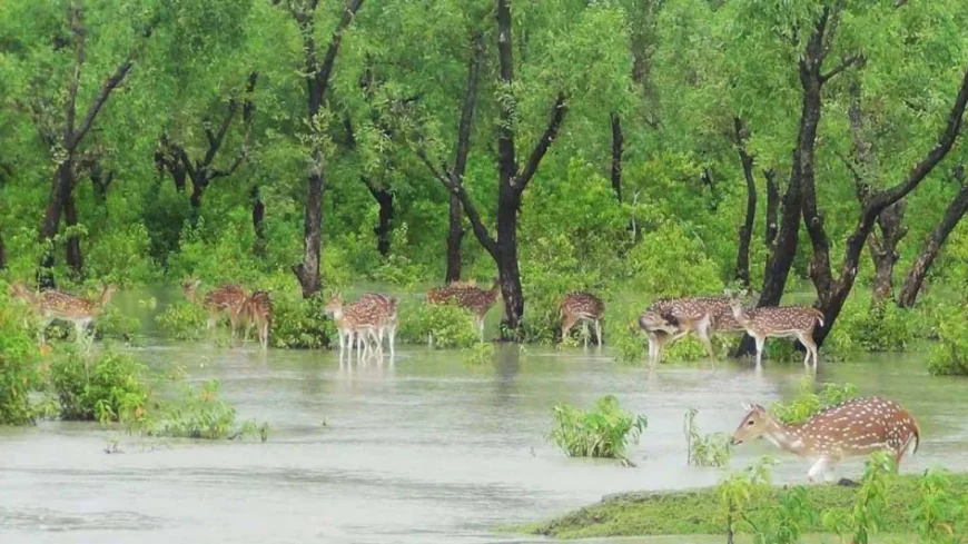 Nijhum Dwip: An unforgettable island of Bangladesh