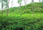 Eight Eid getaways in Moulvibazar