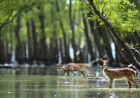 Sundarbans entry closes for all for 3 months