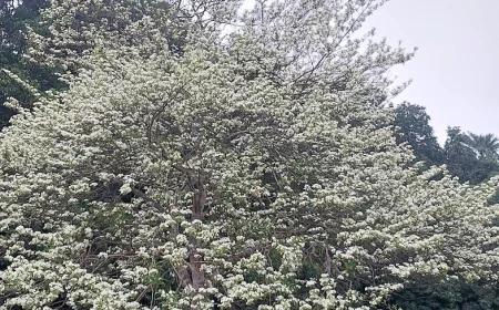Hemonti blossoms turn Uttara Ganabhaban into a tourist attraction