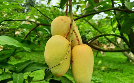 Chapainawabganj: The capital of mango