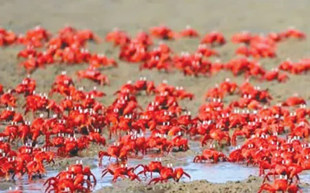 Red crab reservation can draw more tourists to Cox's Bazar