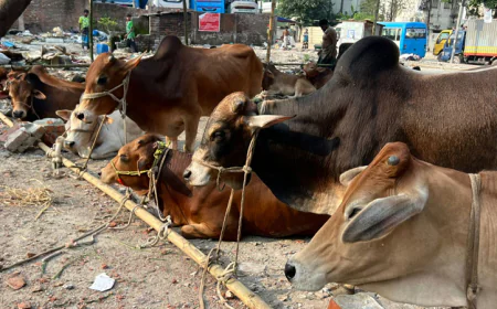 Preparations for countrywide cattle markets done