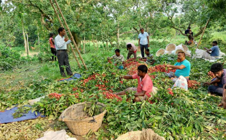 Rajshahi litchi orchards draw tourists during harvest
