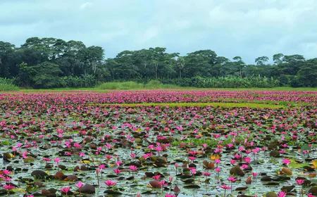 Enchanting beauty of Lal Shaplar Beel mesmerises visitors 