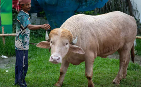 Bangladesh’s ‘Trump Buffalo’ hits global media