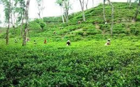 Eight Eid getaways in Moulvibazar