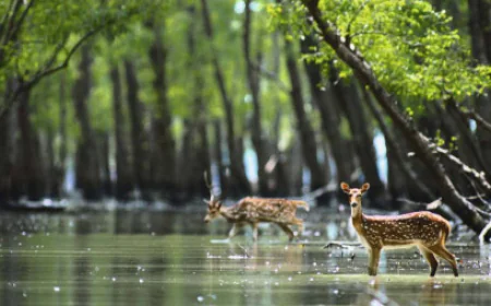 Sundarbans entry closes for all for 3 months