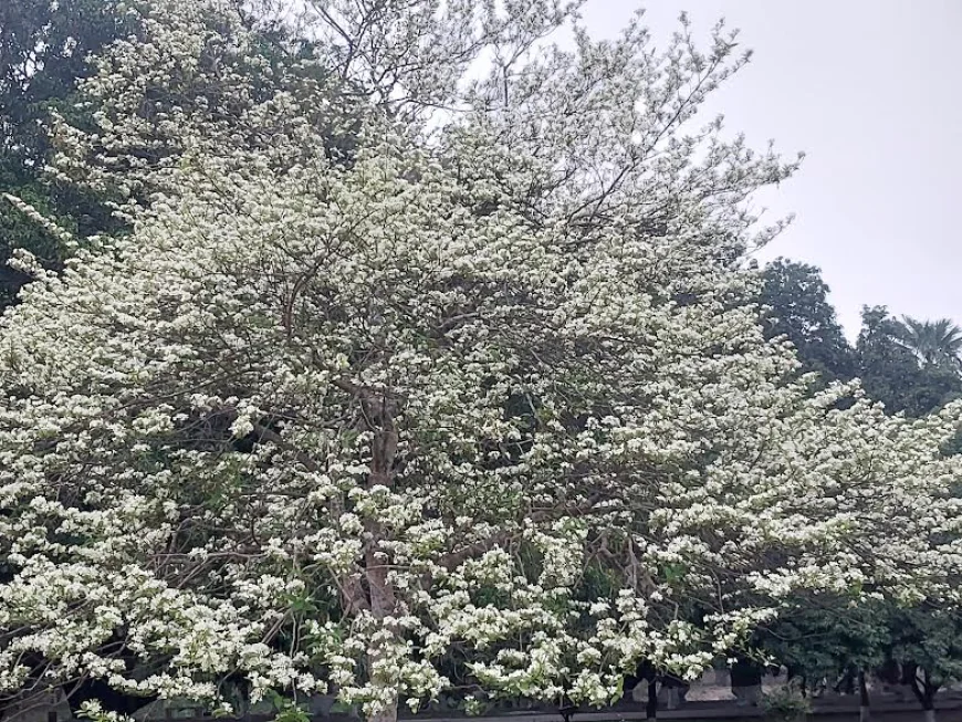 Hemonti blossoms turn Uttara Ganabhaban into a tourist attraction
