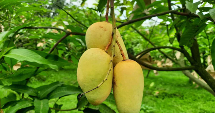 Chapainawabganj: The capital of mango