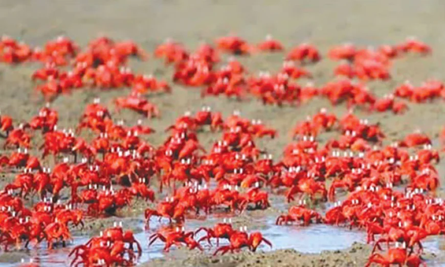 Red crab reservation can draw more tourists to Cox's Bazar