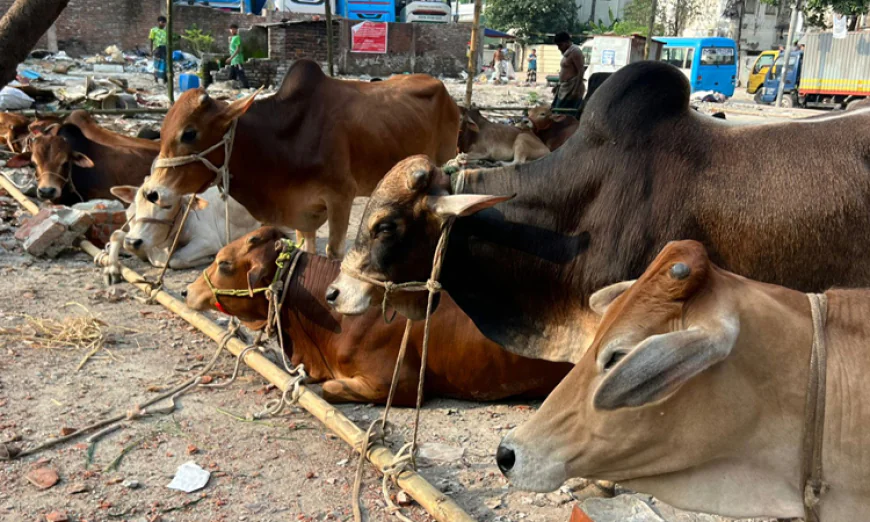 Preparations for countrywide cattle markets done