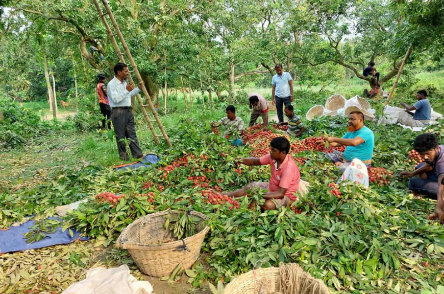 Rajshahi litchi orchards draw tourists during harvest