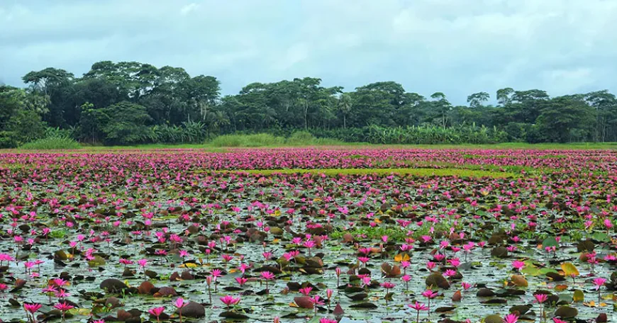 Enchanting beauty of Lal Shaplar Beel mesmerises visitors 