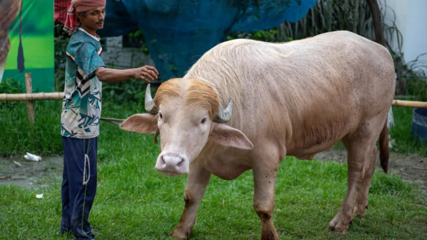 Bangladesh’s ‘Trump Buffalo’ hits global media