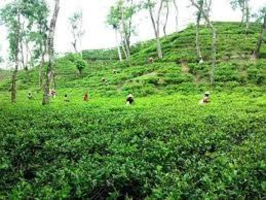 Eight Eid getaways in Moulvibazar