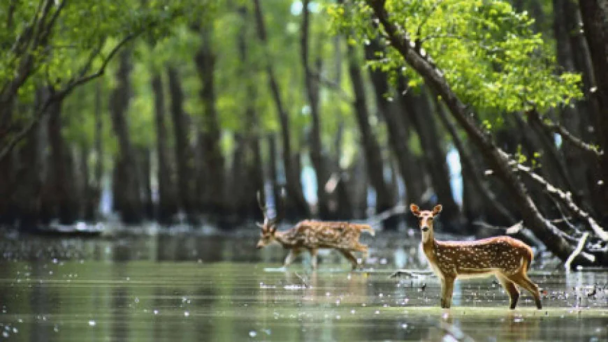 Sundarbans entry closes for all for 3 months