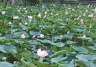 Lotus lake in Natore charms visitors