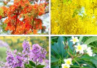Rajshahi emerges as a blooming summer tourism destination