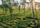 Thakurgaon, the hidden gem of North Bengal