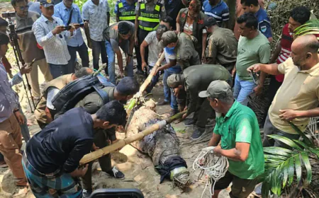 Khan Jahan shrine crocodile finds new habitat