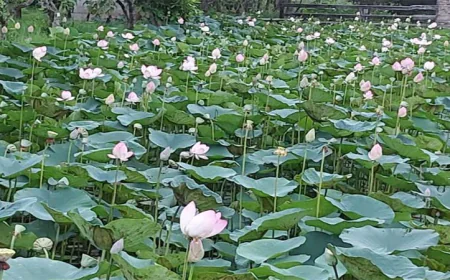 Lotus lake in Natore charms visitors