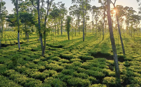 Thakurgaon, the hidden gem of North Bengal