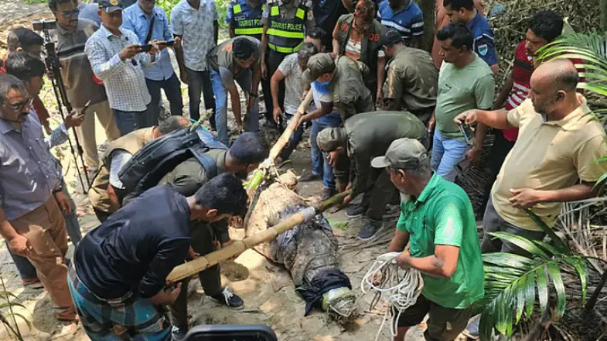 Khan Jahan shrine crocodile finds new habitat