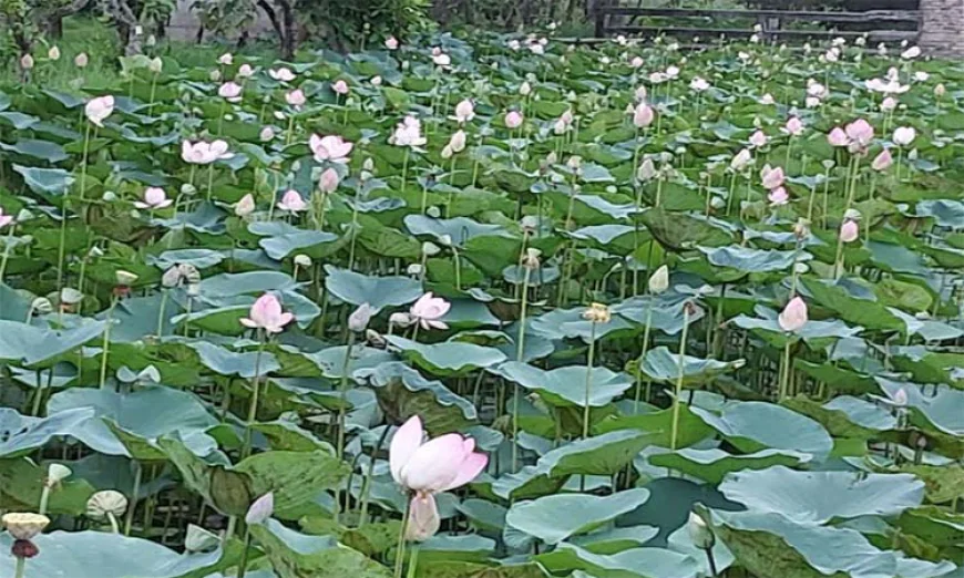 Lotus lake in Natore charms visitors