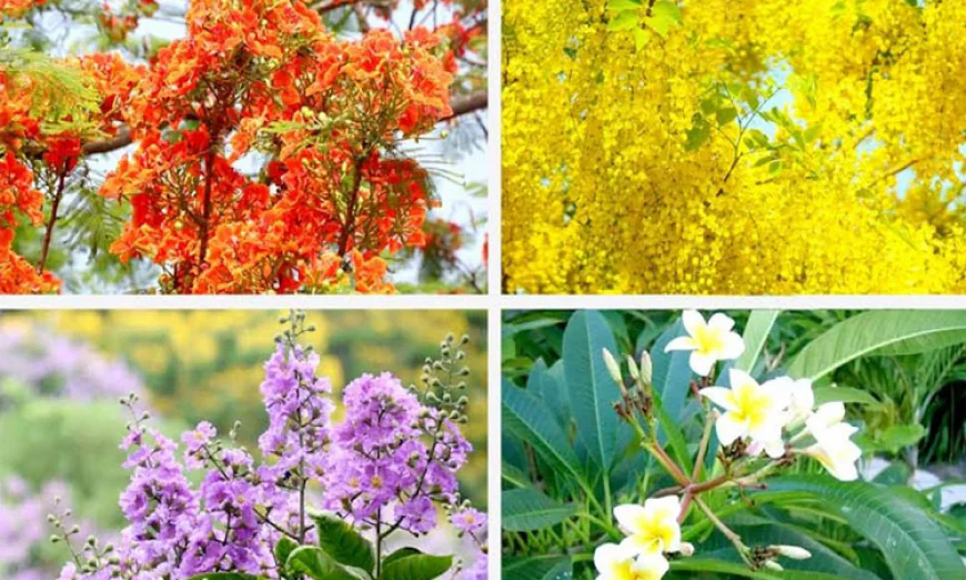 Rajshahi emerges as a blooming summer tourism destination